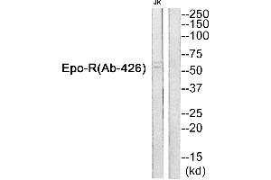 Western blot analysis of extracts from JurKat cells, using Epo-R (Ab-426) Antibody. (EPOR antibody  (Internal Region))