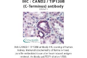 Image no. 1 for anti-Cullin-Associated and Neddylation-Dissociated 2 (CAND2) antibody (ABIN1732592) (CAND2 antibody)