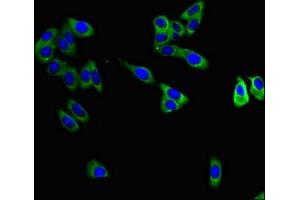 Immunofluorescent analysis of HepG2 cells using ABIN7159770 at dilution of 1:100 and Alexa Fluor 488-congugated AffiniPure Goat Anti-Rabbit IgG(H+L) (MAPT antibody  (AA 33-166))