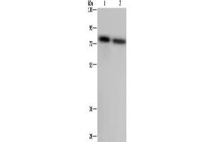 Western Blotting (WB) image for anti-Poly(A) Binding Protein, Cytoplasmic 1 (PABPC1) antibody (ABIN2423778) (PABP antibody)