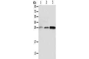 Western Blotting (WB) image for anti-AlkB, Alkylation Repair Homolog 2 (ALKBH2) antibody (ABIN2428958) (ALKBH2 antibody)