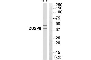 Western blot analysis of 3T3 cells using DUSP6 antibody. (DUSP6 antibody)