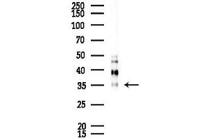 Western blot analysis of lysates from Mouse lung, using CLC Antibody at 1/1000 dilution. (Clca3 antibody)