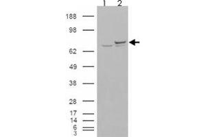 293 overexpressing XRCC6 and probed with XRCC6 polyclonal antibody  (mock transfection in first lane), tested by Origene. (XRCC6 antibody)