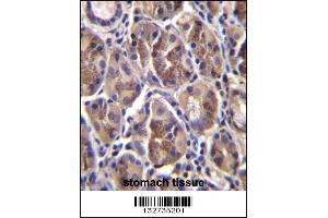 AMELX Antibody immunohistochemistry analysis in formalin fixed and paraffin embedded human stomach tissue followed by peroxidase conjugation of the secondary antibody and DAB staining. (AMELX antibody  (N-Term))