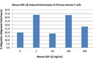 SDS-PAGE (SDS) image for Chemokine (C-X-C Motif) Ligand 12 (CXCL12) protein (ABIN6700580)