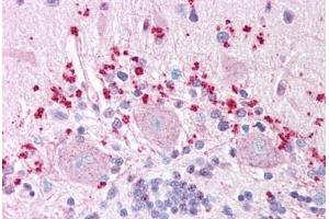 Anti-WNT7A antibody  ABIN1049482 IHC staining of human brain, cerebellum. (WNT7A antibody  (Internal Region))