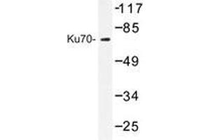 Western blot analysis of Ku70 antibody in extracts from HeLa cells.