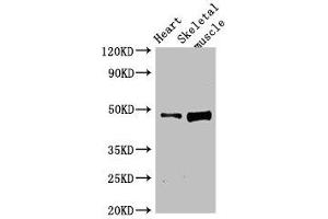 Western Blot Positive WB detected in: Rat heart tissue, Rat skeletal muscle tissue All lanes: LEXM antibody at 4 μg/mL Secondary Goat polyclonal to rabbit IgG at 1/50000 dilution Predicted band size: 48 kDa Observed band size: 48 kDa (BC055111 antibody  (AA 1-418))