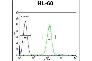 Myeloperoxidase Antibody (N-term) (ABIN655507 and ABIN2845023) flow cytometric analysis of HL-60 cells (right histogram) compared to a negative control cell (left histogram). (Myeloperoxidase antibody  (N-Term))