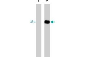 Western blot analysis of HepG2 cells untreated (lane 1) or treated with pervanadate (1 mM) for 30 min (lane 2).