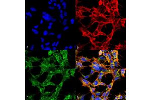 Immunocytochemistry/Immunofluorescence analysis using Mouse Anti-O-GlcNAc Monoclonal Antibody, Clone 9H6 . (O-GlcNAc antibody (APC))