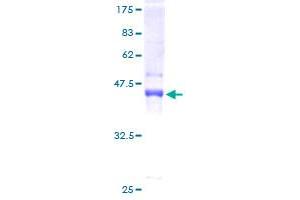 MYLPF Protein (AA 1-169) (GST tag)