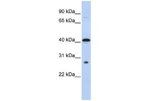 WB Suggested Anti-USE1 Antibody Titration:  0. (UBE2Z antibody  (Middle Region))