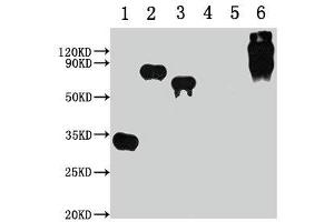 Western Blot Positive WB detected in: 1-3 lanes: E-tagged fusion protein, 4-5 lanes: Recombinant protein without E-tagged, 6 lane: BSA-E-Tag All lanes: E-Tag antibody at 1:1000 Secondary Goat polyclonal to Mouse IgG at 1/10000 dilution Predicted band size: 30, 68, 55, 67-157 kDa Observed band size: 30, 68, 55, 67-157 kDa (E Tag antibody)
