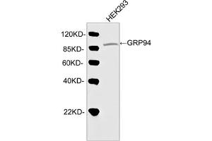 Western blot analysis of cell lysate using Rabbit Anti-GRP94 Polyclonal Antibody (ABIN399014, 2 µg/mL) The signal was developed with IRDyeTM 800 Conjugated Goat Anti-Rabbit IgG. (GRP94 antibody  (AA 380-430))