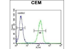 FB Antibody (Center) (ABIN651921 and ABIN2840456) flow cytometric analysis of CEM cells (right histogram) compared to a negative control cell (left histogram). (FAM105B antibody  (AA 99-128))