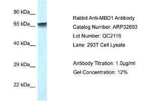 WB Suggested Anti-MBD1 Antibody   Titration: 1. (MBD1 antibody  (C-Term))