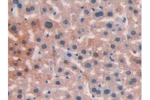 DAB staining on IHC-P; Samples: Mouse Liver Tissue (LIFR antibody  (AA 151-290))