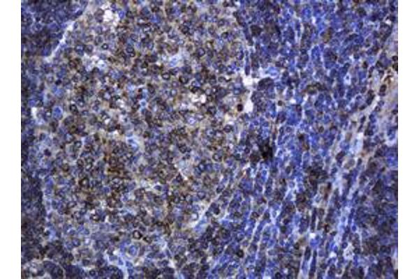 PCDH7 antibody