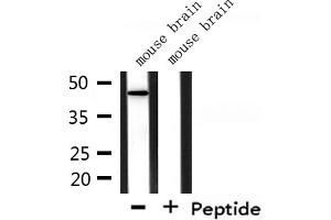 Western blot analysis of extracts from mouse brain, using GORASP1 Antibody. (GORASP1 antibody  (Internal Region))