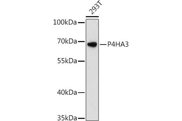 P4HA3 antibody  (AA 20-110)