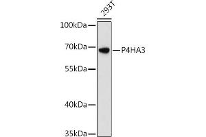 Western blot analysis of extracts of 293T cells, using P4H antibody (ABIN6132886, ABIN6145137, ABIN6145138 and ABIN6217878) at 1:3000 dilution.