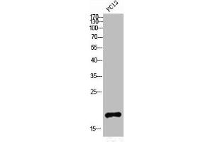 Western Blot analysis of PC12 cells using Somatostatin Polyclonal Antibody (Somatostatin antibody  (N-Term))
