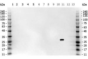 Western Blot of Goat anti-GFP antibody. (GFP antibody)