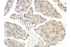 ABIN7094801 and ABIN7098852 at 1/100 staining Rat pancreatic tissue by IHC-P.