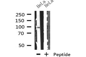 Western blot analysis on HeLa cells lysate using GADD34 antibody