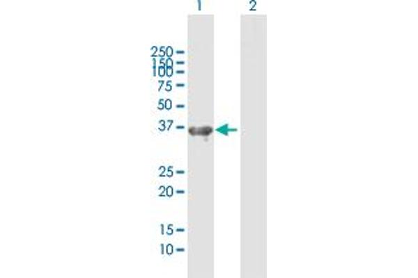 NKD2 antibody  (AA 1-311)