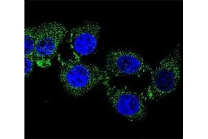 Confocal immunofluorescent analysis of ZGRF1 antibody with 293 cells followed by Alexa Fluor 488-conjugated goat anti-rabbit lgG (green). (ZGRF1 antibody  (AA 38-66))