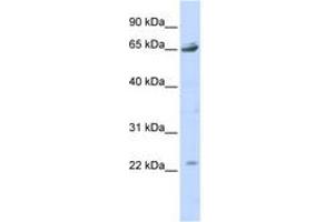 Image no. 1 for anti-Purinergic Receptor P2X, Ligand Gated Ion Channel 2 (P2RX2) (AA 323-372) antibody (ABIN6742583) (P2RX2 antibody  (AA 323-372))
