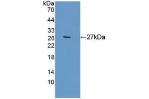Detection of Recombinant APOA1, Rat using Polyclonal Antibody to Apolipoprotein A1 (APOA1) (APOA1 antibody)