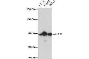 Western blot analysis of extracts of various cell lines, using  Rabbit mAb (ABIN7265571) at 1:1000 dilution. (ALAS1 antibody)