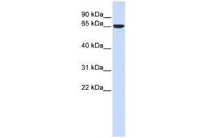 WB Suggested Anti-CKAP4 Antibody Titration:  0. (CKAP4 antibody  (Middle Region))