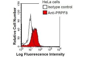 HeLa cells were fixed in 2% paraformaldehyde/PBS and then permeabilized in 90% methanol. (PRPF8 antibody)