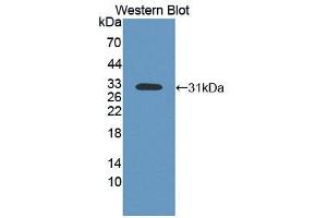 Western blot analysis of the recombinant protein. (MST1 antibody  (AA 489-716))