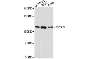 Western blot analysis of extracts of various cell lines, using VPS39 antibody (ABIN6293664) at 1:3000 dilution. (VPS39 antibody)