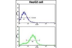 Flow cytometric analysis of HepG2 cells using BR2 Antibody (N-term)(bottom histogram) coared to a negative control cell (top histogram). (BMPR2 antibody  (N-Term))