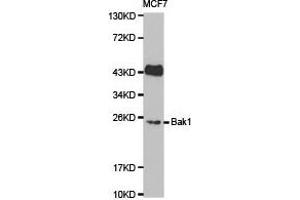 Western Blotting (WB) image for anti-BCL2-Antagonist/killer 1 (BAK1) antibody (ABIN1871224)