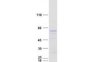 Western Blotting (WB) image for Spermine Oxidase (SMOX) (Transcript Variant 2) protein (Myc-DYKDDDDK Tag) (ABIN2732257)