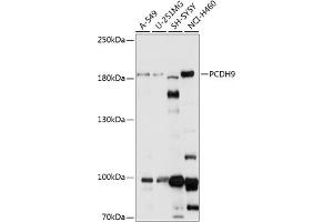 Western blot analysis of extracts of various cell lines, using PCDH9 antibody (ABIN7269732) at 1:1000 dilution. (Protocadherin 9 antibody  (AA 400-600))