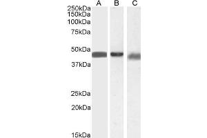 ABIN185395 (0. (Arrestin 3 antibody  (Internal Region))