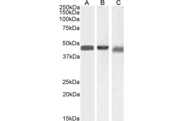 Arrestin 3 antibody  (Internal Region)