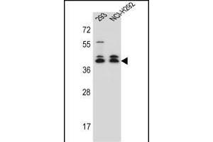 DMRTC2 Antibody (Center) (ABIN657024 and ABIN2846201) western blot analysis in 293,NCI- cell line lysates (35 μg/lane). (DMRTC2 antibody  (AA 99-128))