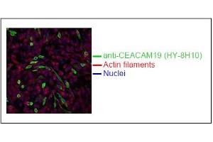Spectral Confocal Microscopy of CHO cells usingHY-8H10. (CEACAM19 antibody)