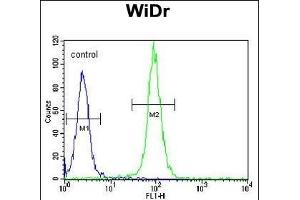 Flow Cytometry (FACS) image for anti-Dishevelled Associated Activator of Morphogenesis 1 (DAAM1) (AA 341-370), (N-Term) antibody (ABIN651631)