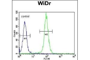 DM1- Antibody (N-term) (ABIN651631 and ABIN2840337) flow cytometric analysis of WiDr cells (right histogram) compared to a negative control cell (left histogram). (DAAM1 antibody  (N-Term))